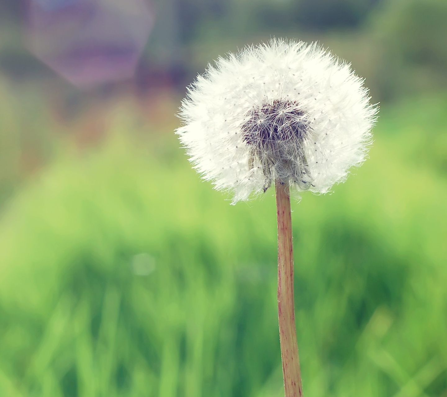 Countryside Dandelion wallpaper 1440x1280