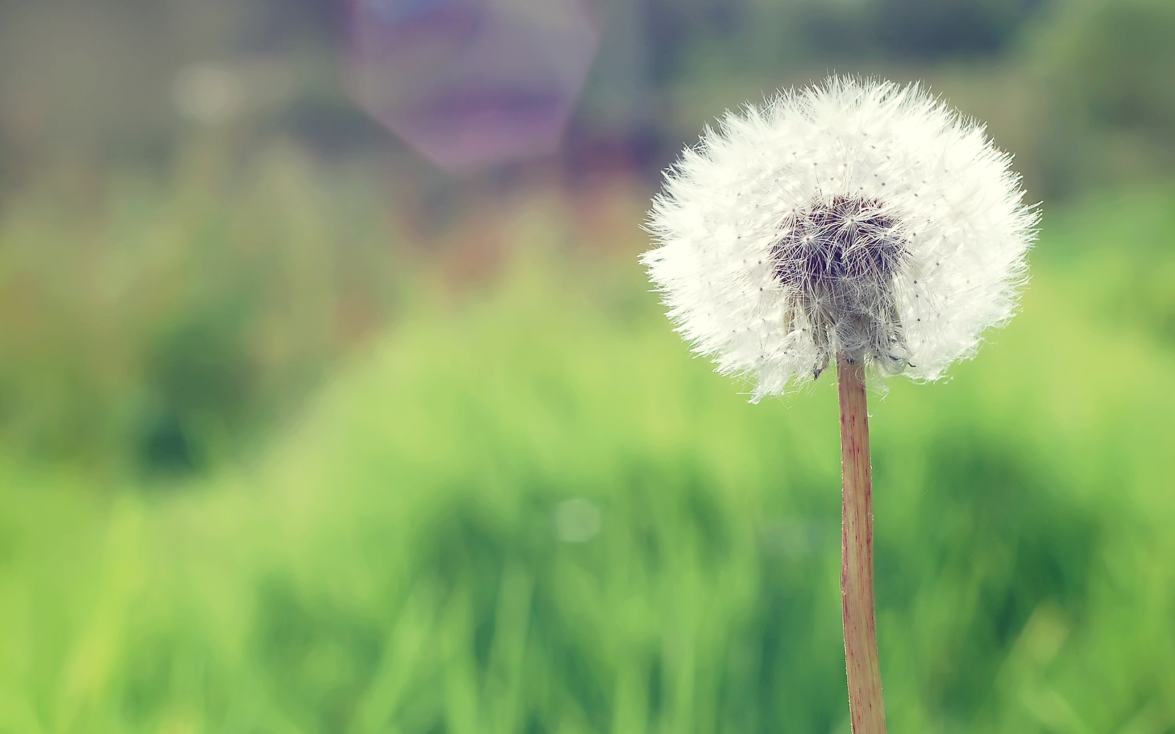 Das Countryside Dandelion Wallpaper 1680x1050