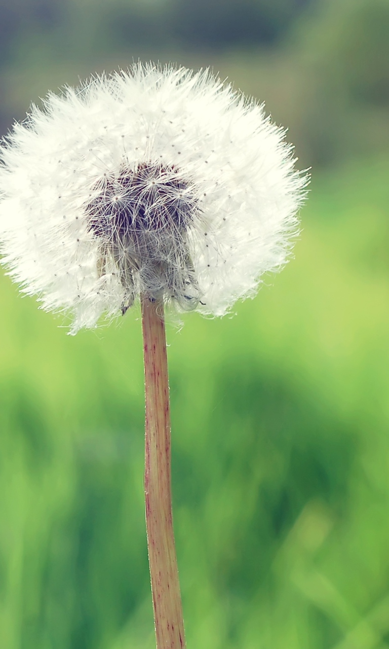 Das Countryside Dandelion Wallpaper 768x1280