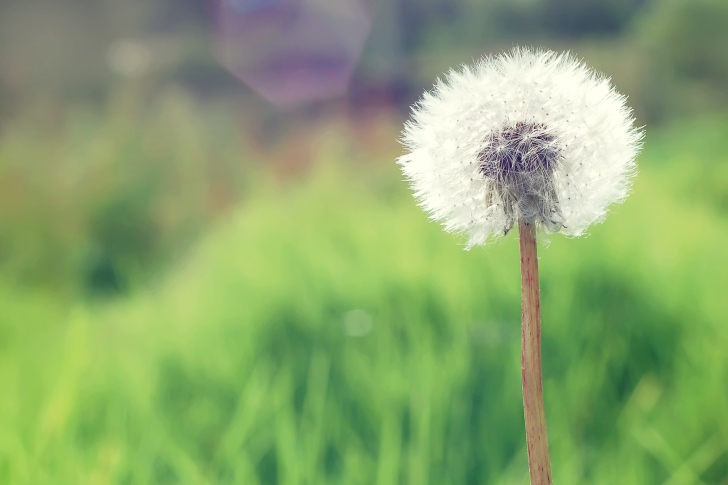 Screenshot №1 pro téma Countryside Dandelion