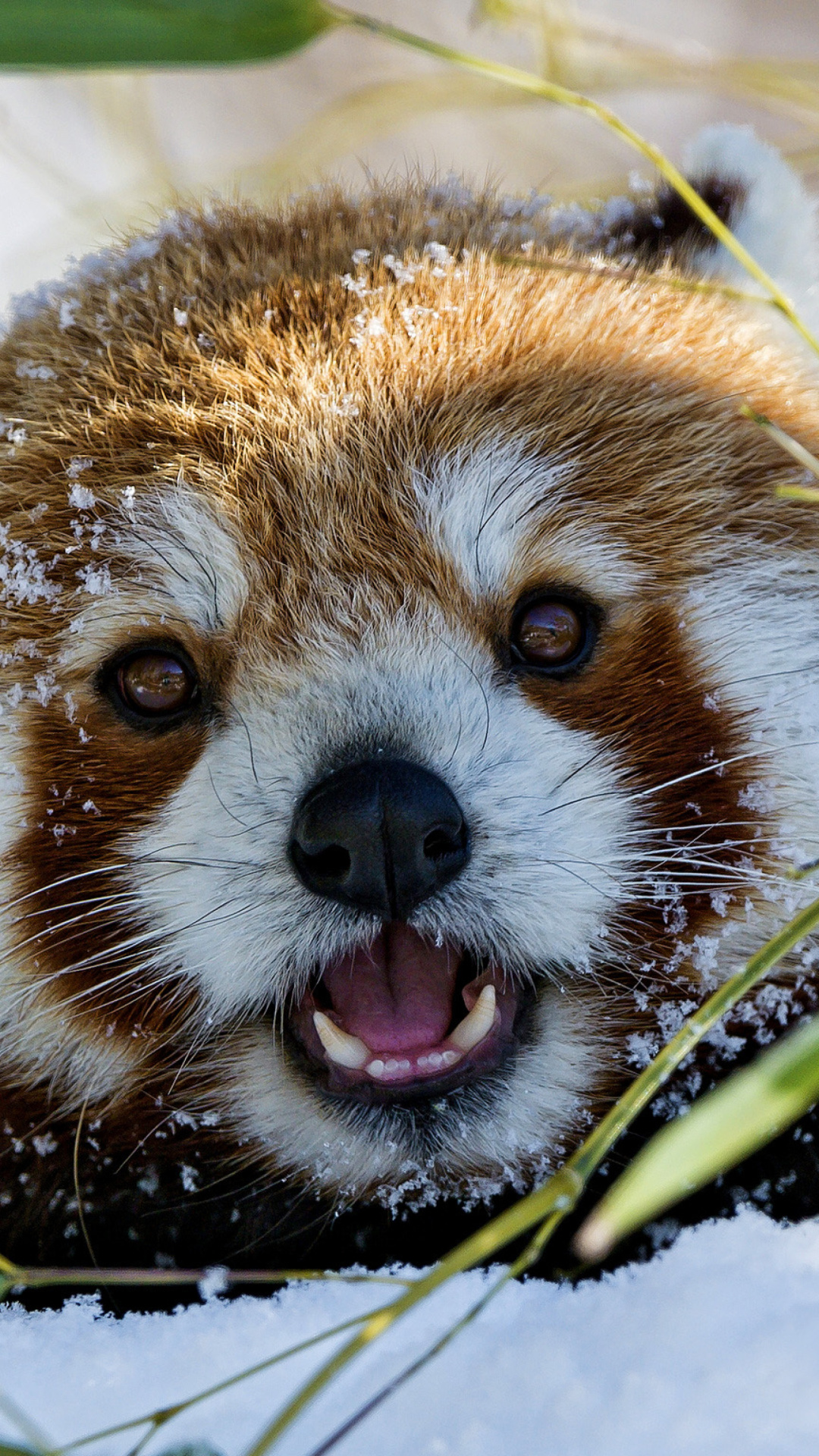 Red Panda screenshot #1 1080x1920