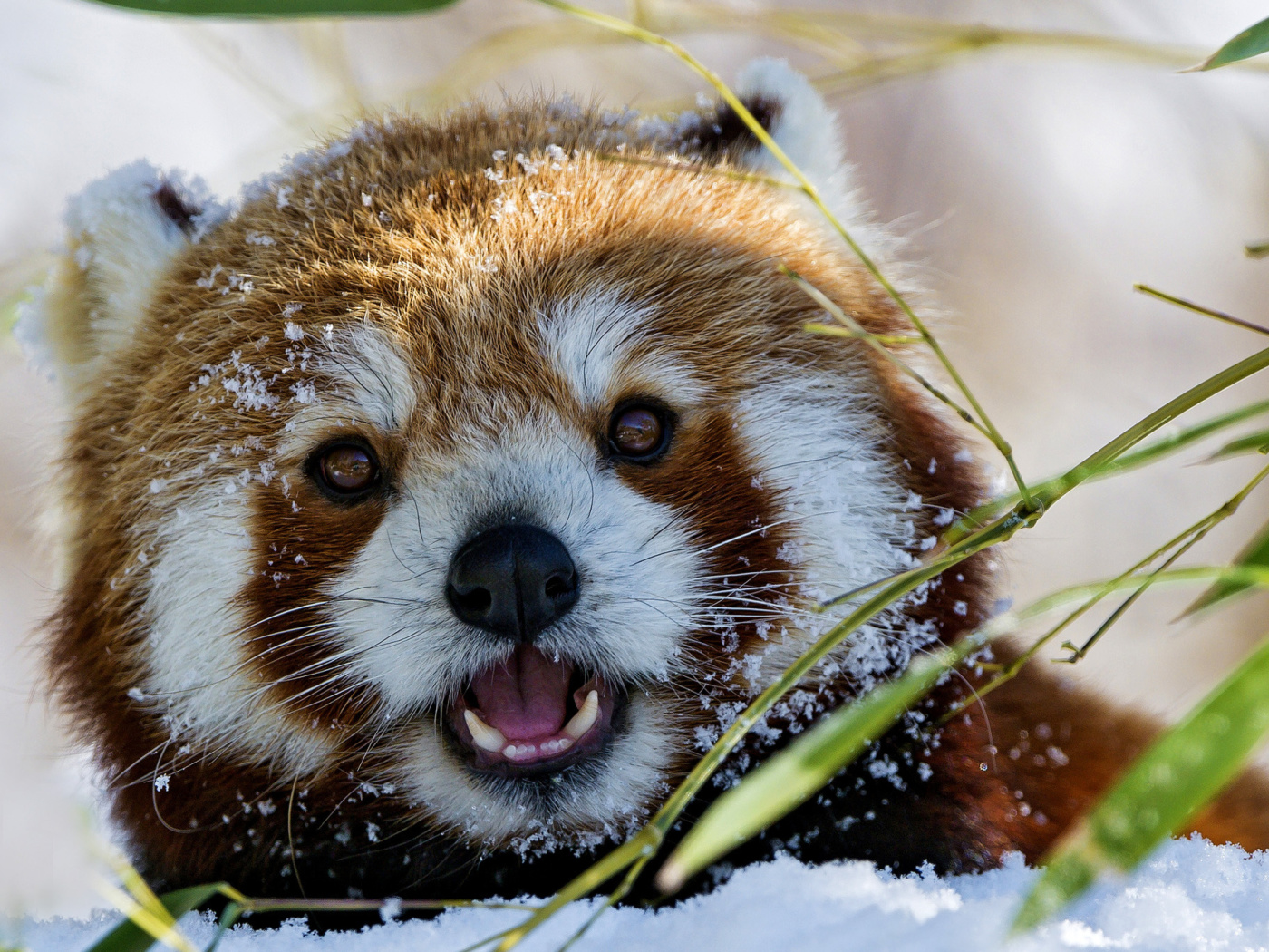 Red Panda wallpaper 1400x1050