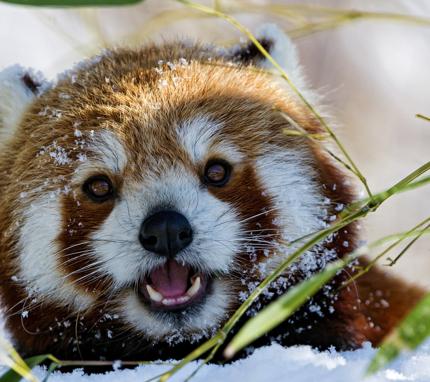 Red Panda wallpaper 1440x1280