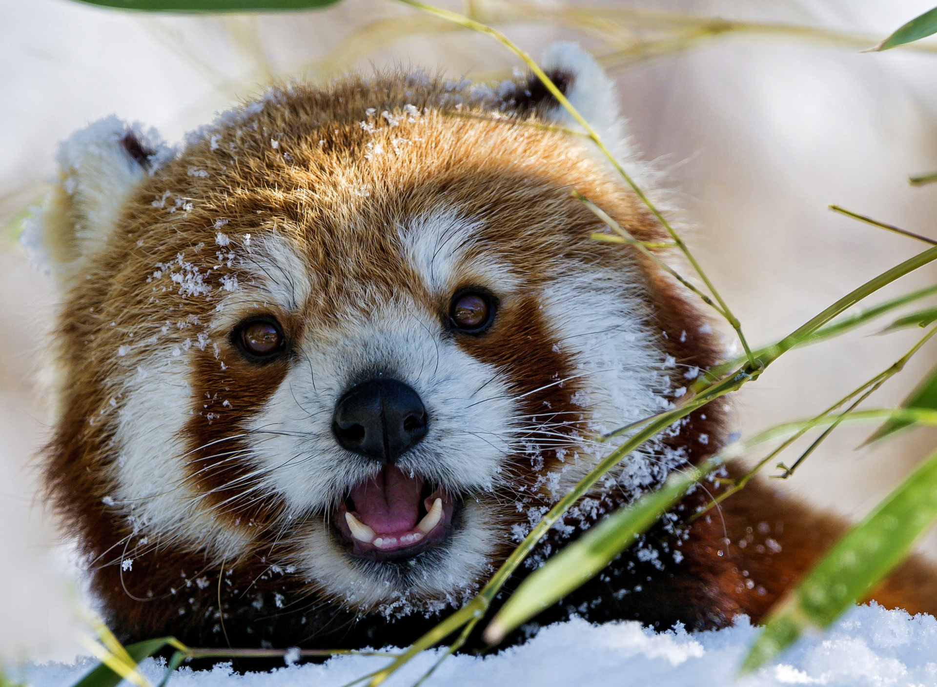 Обои Red Panda 1920x1408