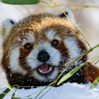 Red Panda sfondi gratuiti per iPad Air