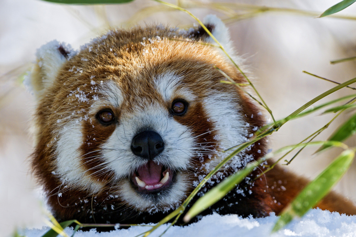 Fondo de pantalla Red Panda