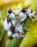 Fondo de pantalla Cute Small Frog 128x160