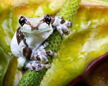 Fondo de pantalla Cute Small Frog 220x176