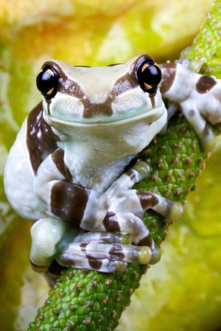 Cute Small Frog wallpaper 320x480