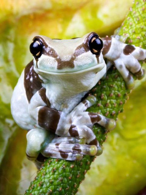 Das Cute Small Frog Wallpaper 480x640