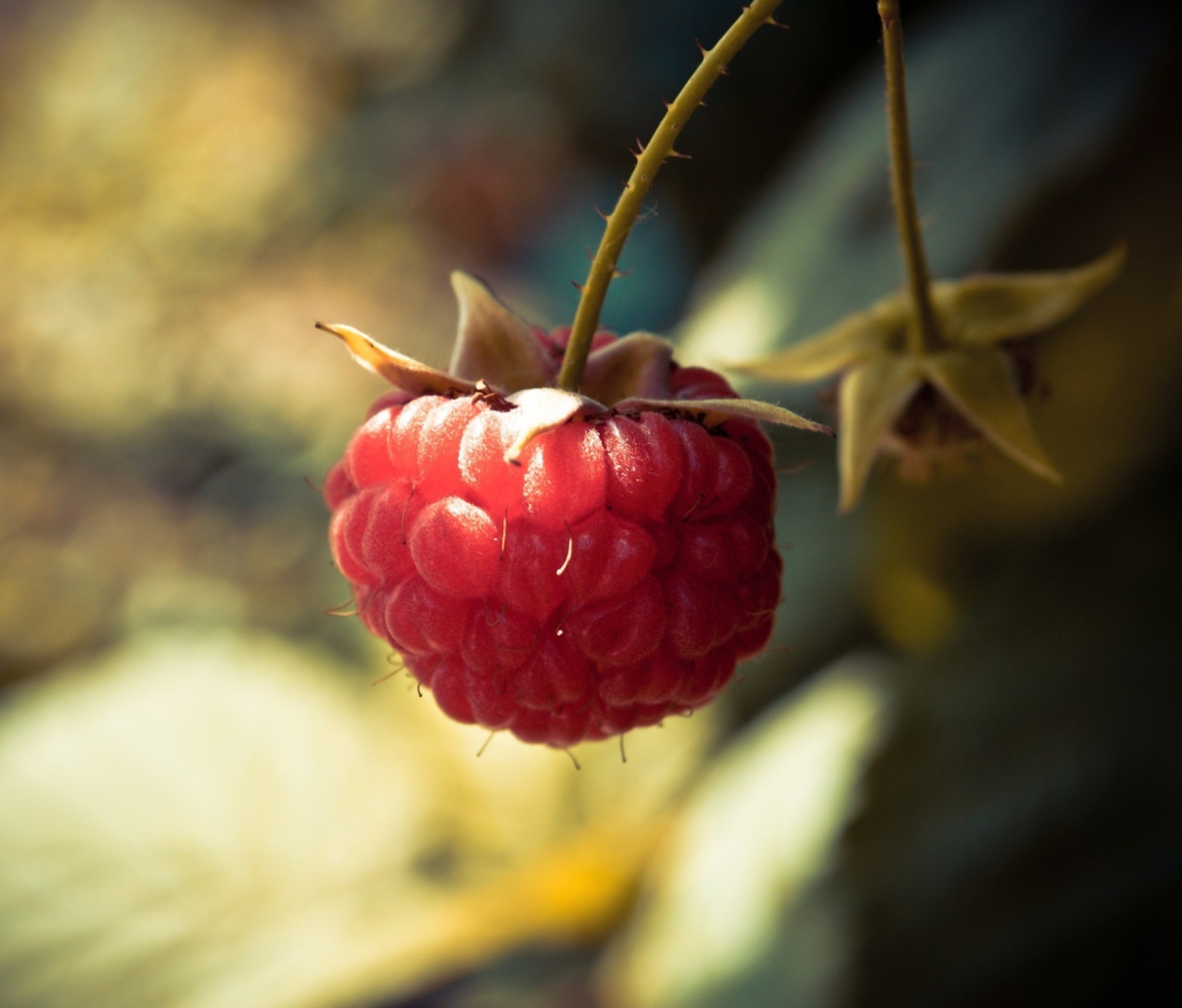 Das Raspberry Macro Wallpaper 1200x1024