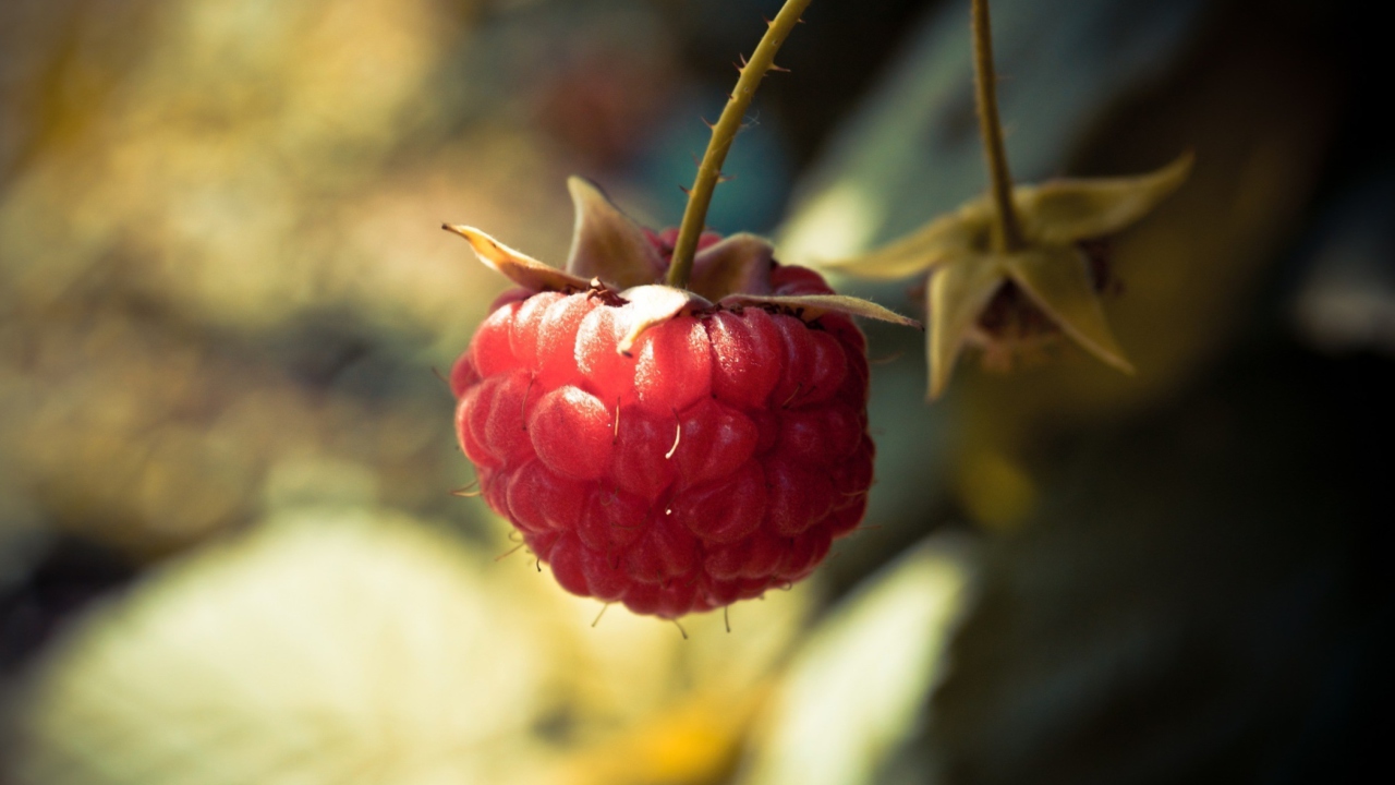 Обои Raspberry Macro 1280x720