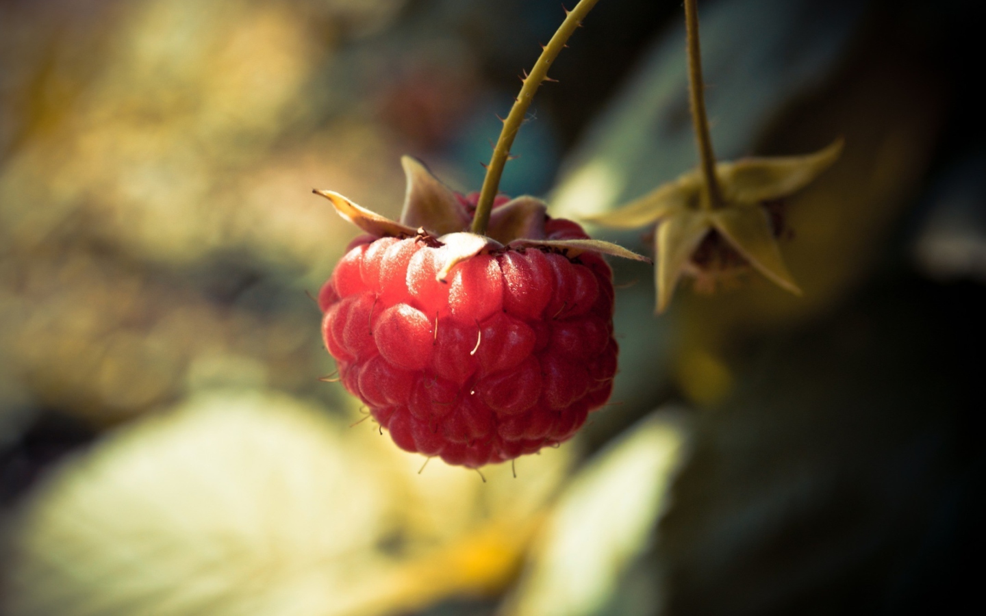 Fondo de pantalla Raspberry Macro 1440x900