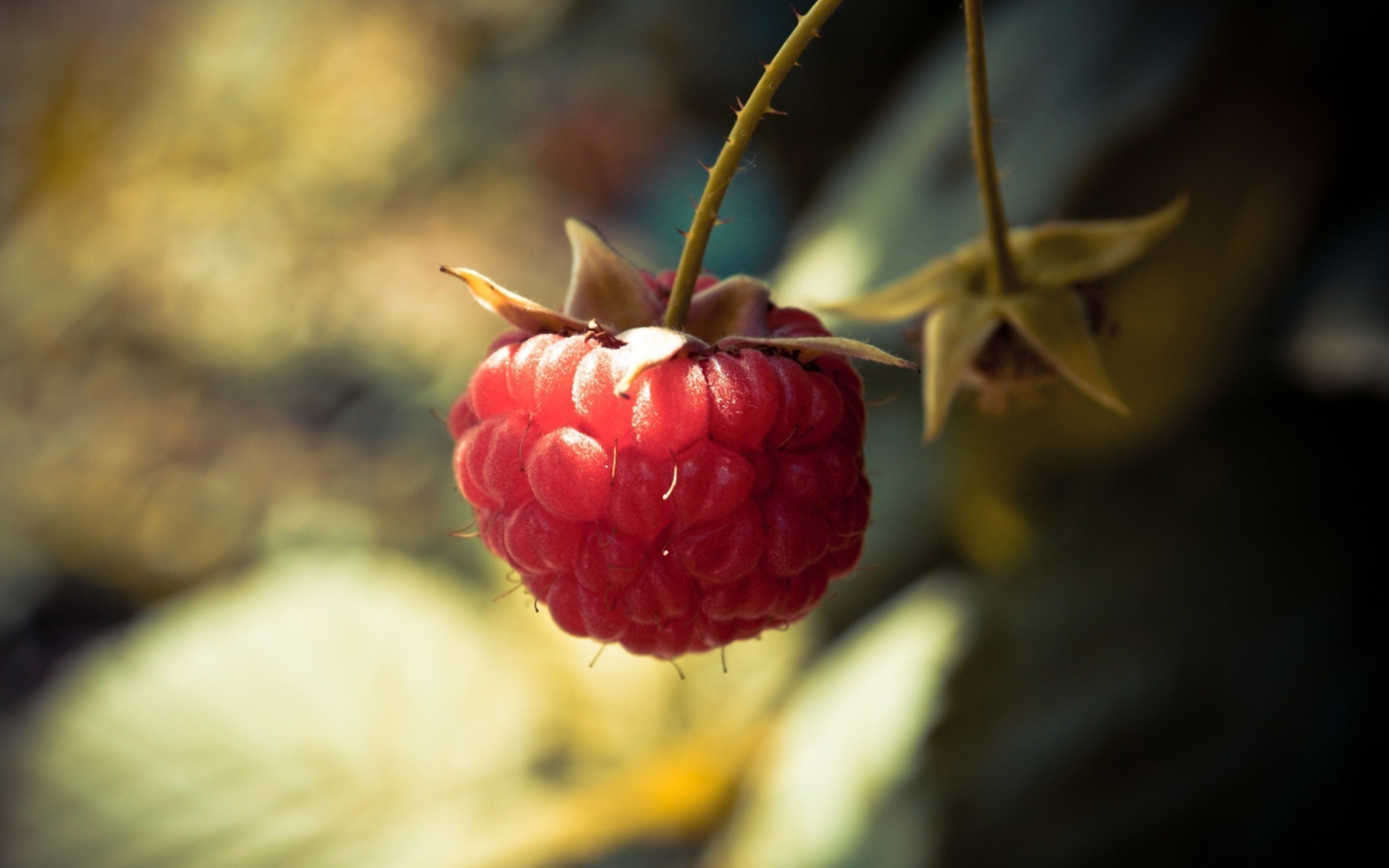 Обои Raspberry Macro 1680x1050