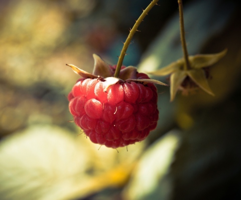 Raspberry Macro screenshot #1 480x400