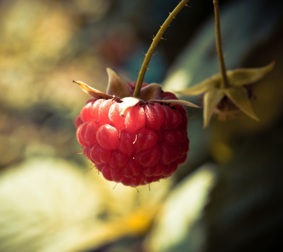 Raspberry Macro wallpaper 960x854