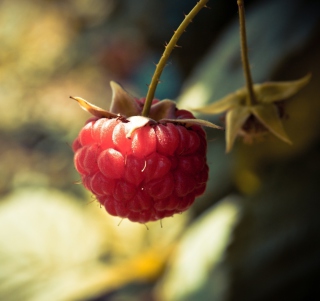 Kostenloses Raspberry Macro Wallpaper für 208x208