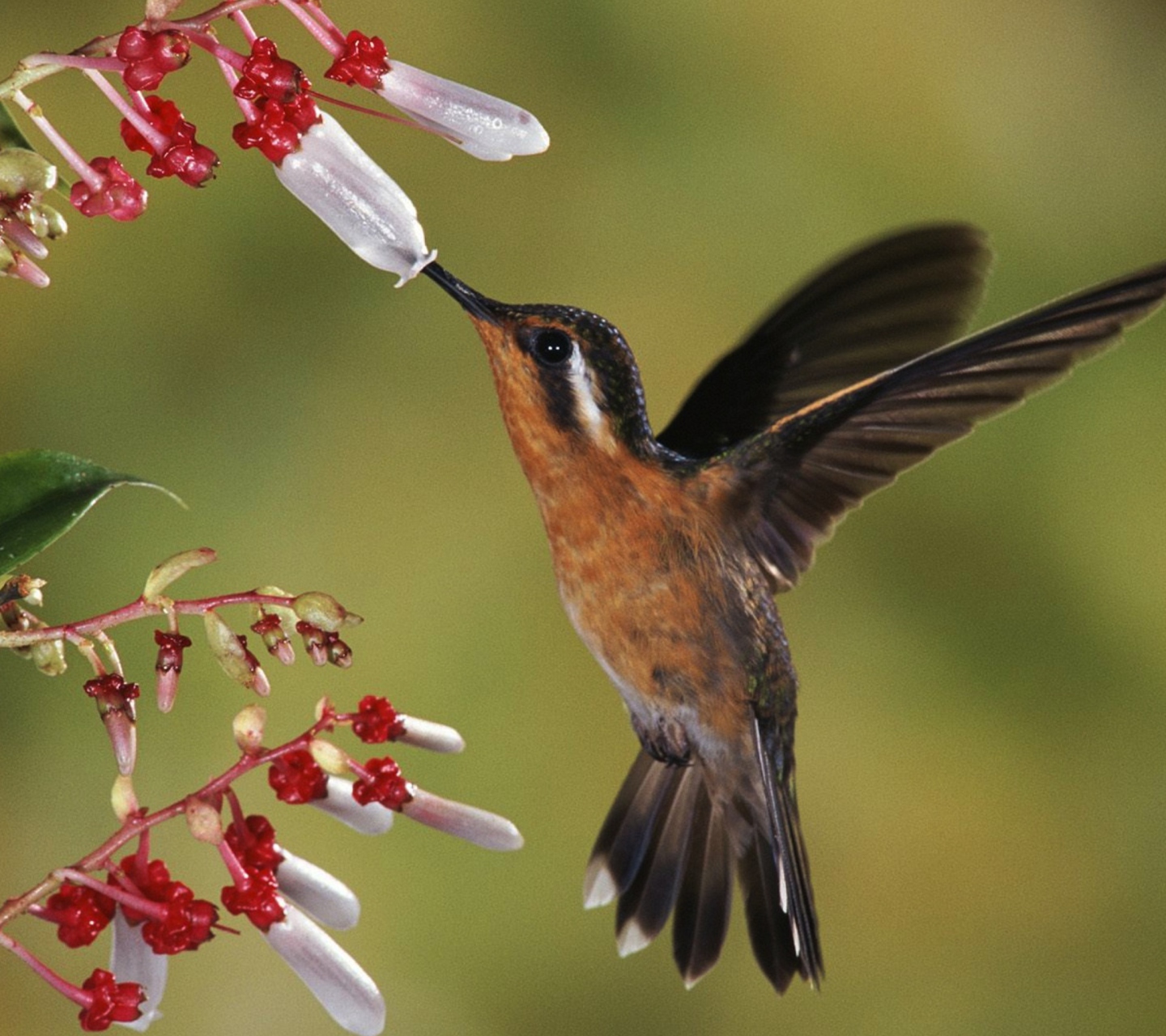 Bird wallpaper 1440x1280