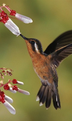 Bird wallpaper 240x400