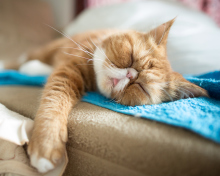 Sfondi Sleepy Ginger Kitty 220x176