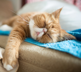 Kostenloses Sleepy Ginger Kitty Wallpaper für HP TouchPad