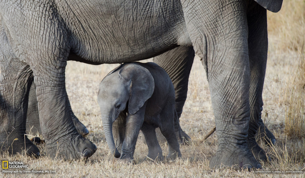 Обои Baby Elephant 1024x600