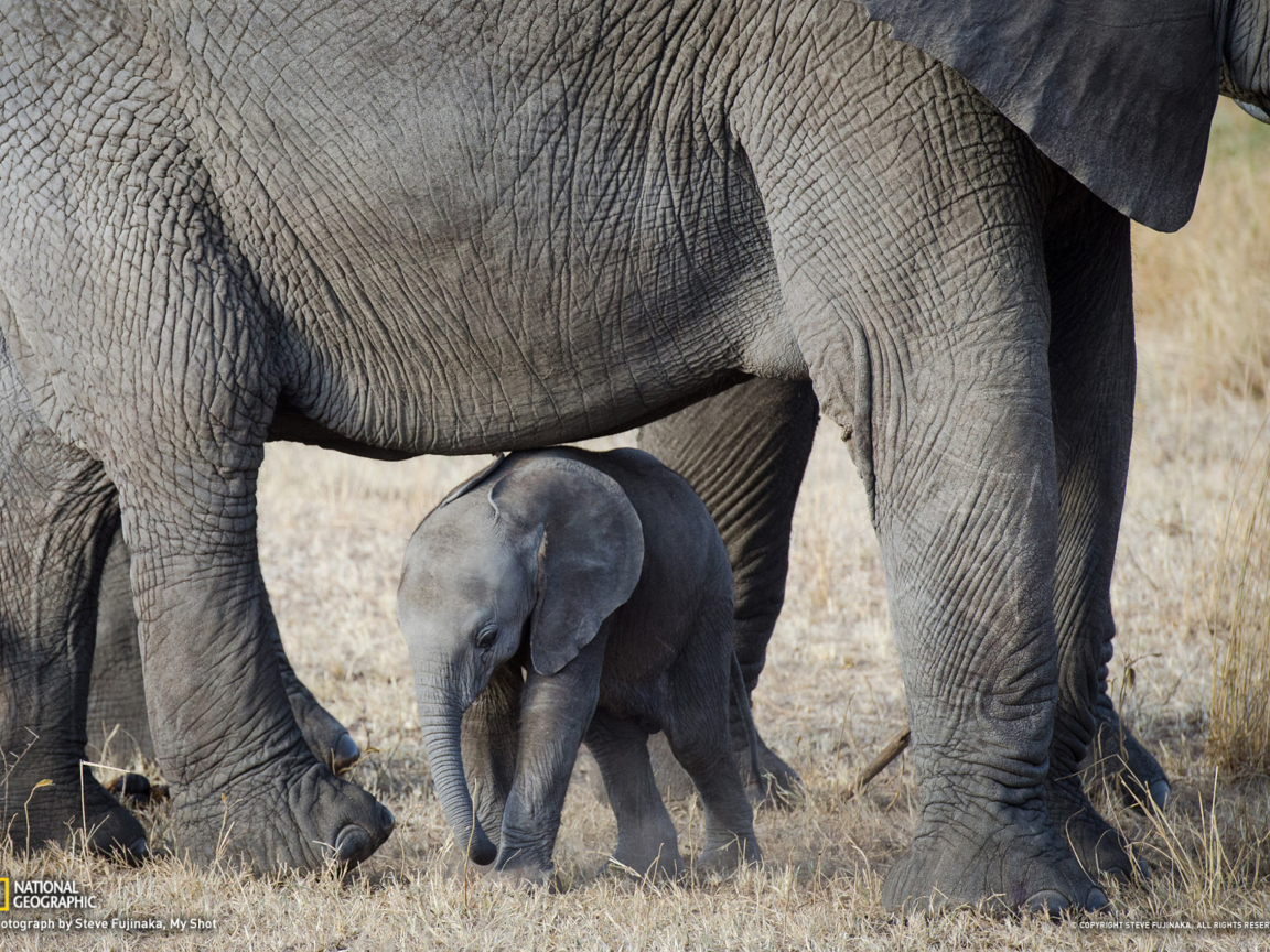 Обои Baby Elephant 1152x864