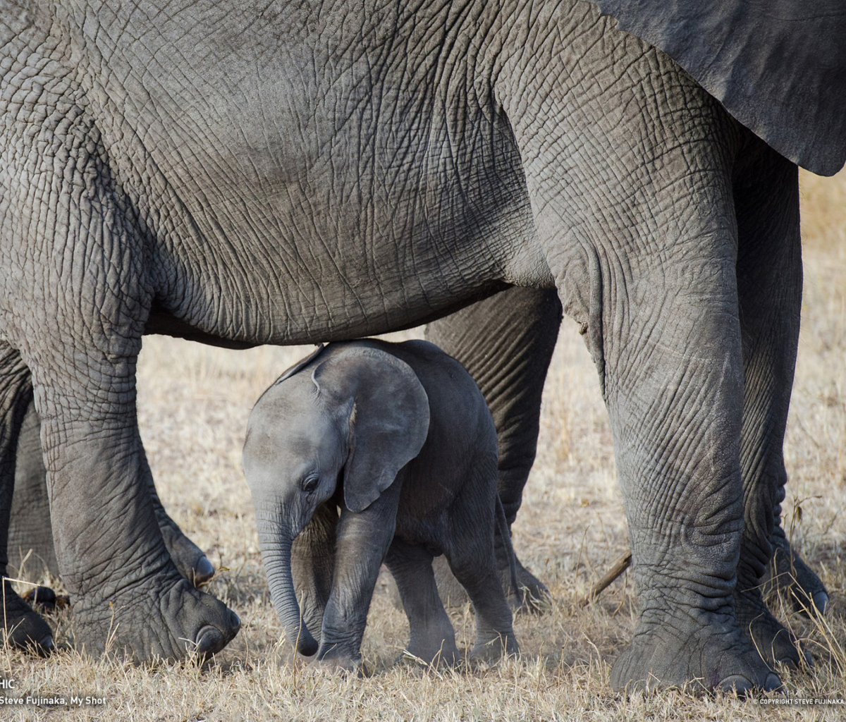 Sfondi Baby Elephant 1200x1024