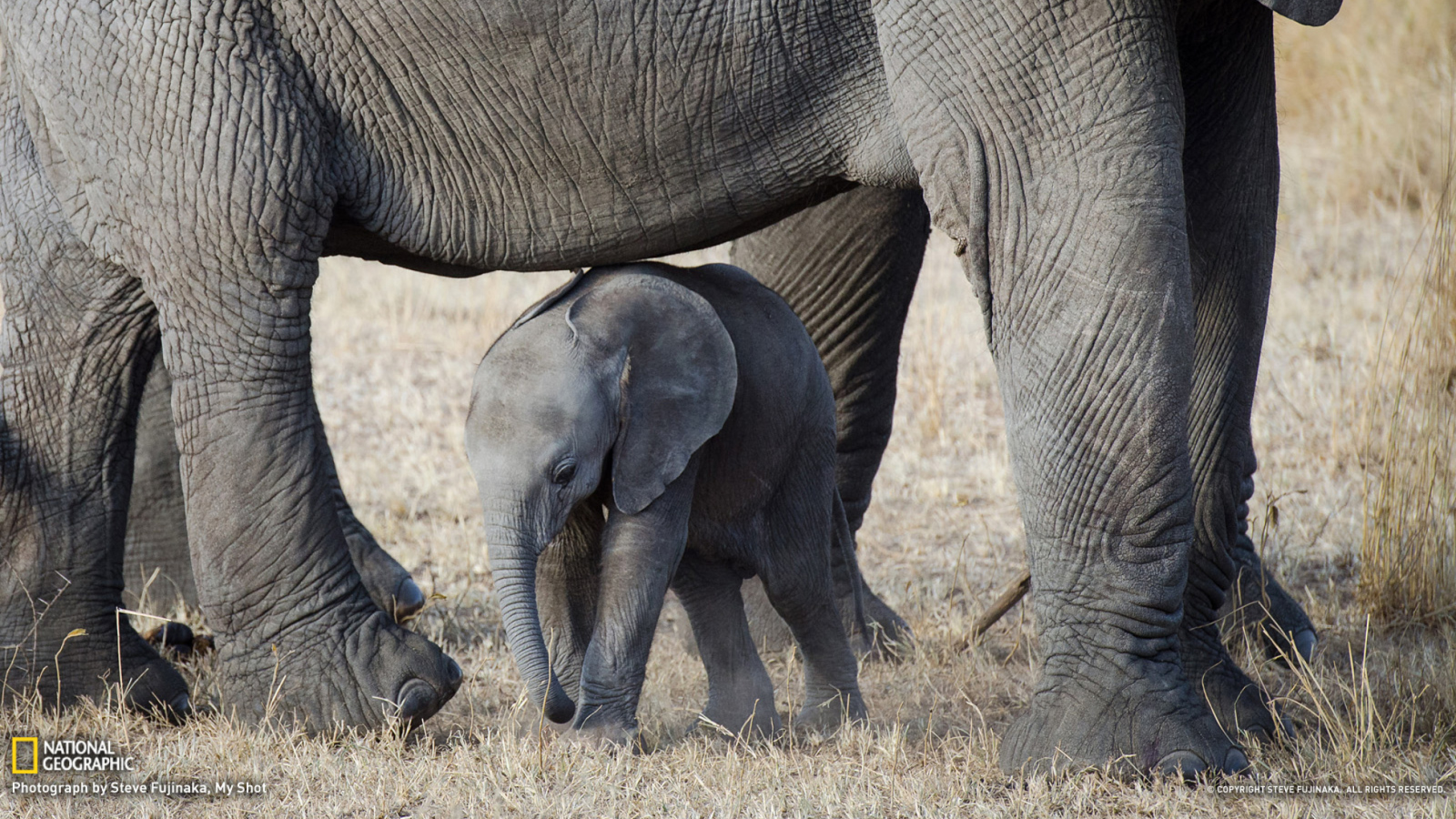 Обои Baby Elephant 1600x900