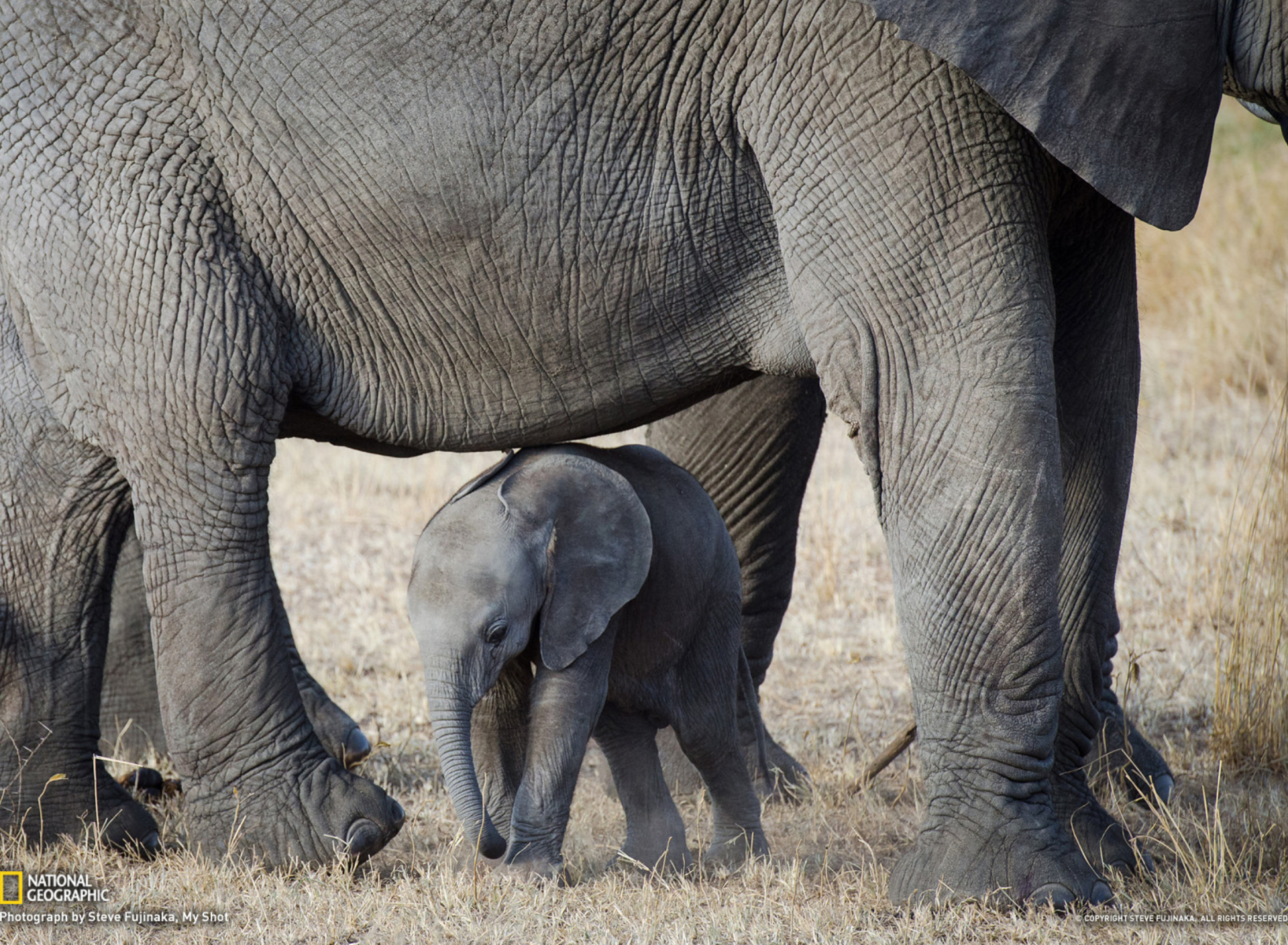Обои Baby Elephant 1920x1408