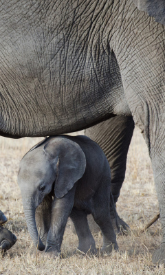 Обои Baby Elephant 240x400