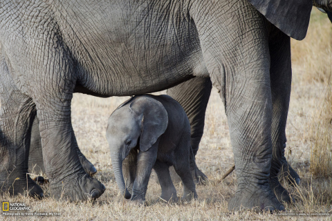 Sfondi Baby Elephant 480x320