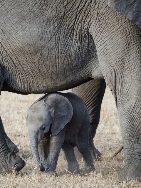 Sfondi Baby Elephant 480x640