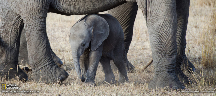 Baby Elephant wallpaper 720x320