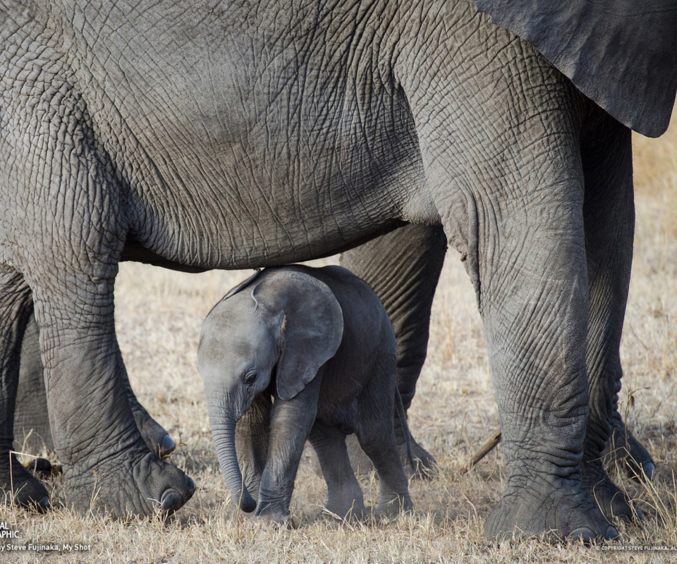 Baby Elephant wallpaper 960x800