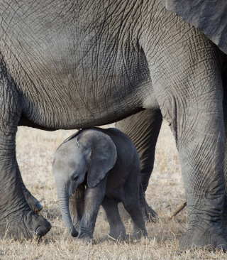 Free Baby Elephant Picture for 768x1280