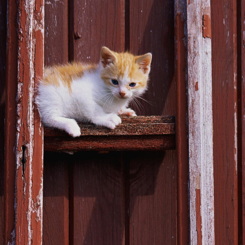 Обои Gold And White Kitten 1024x1024