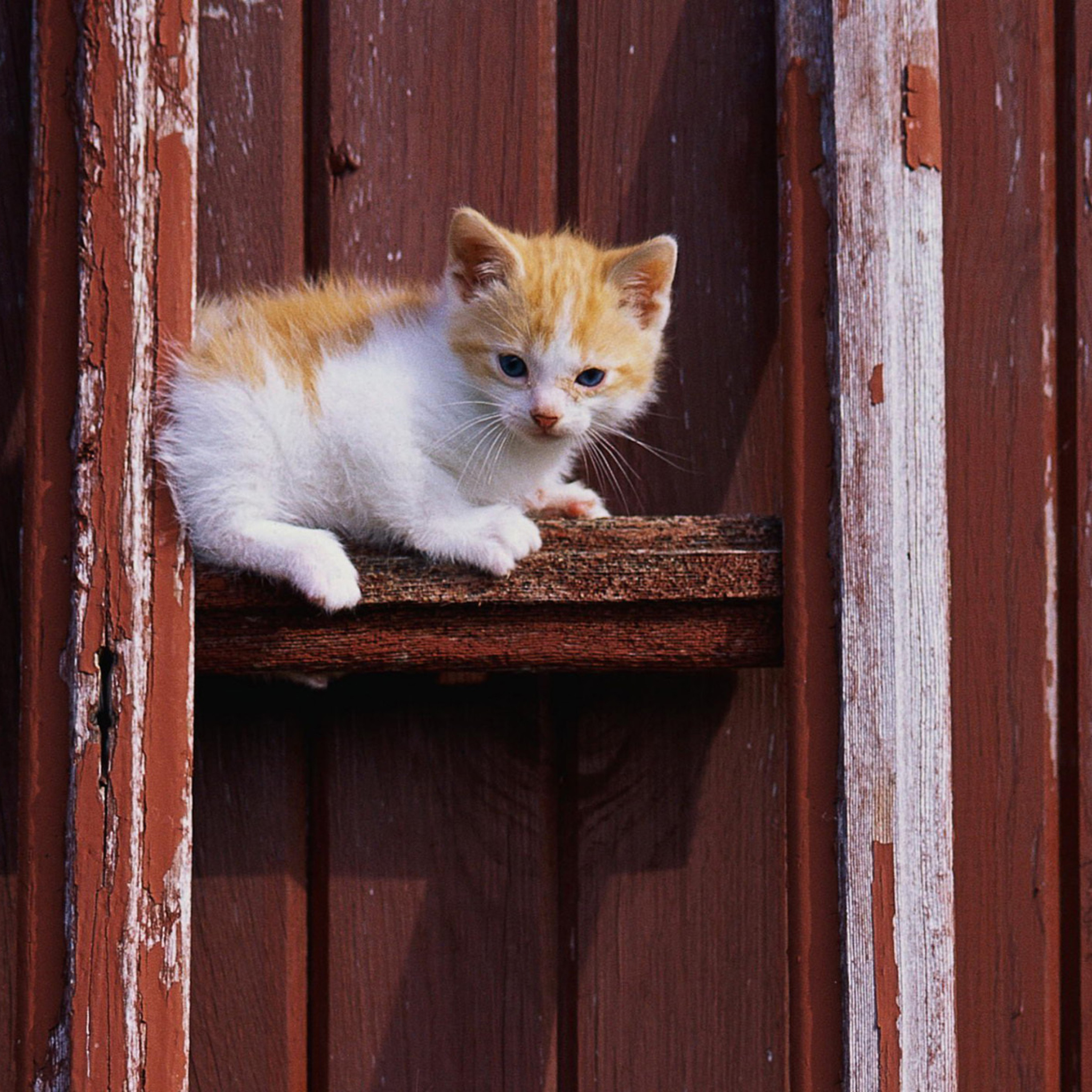 Sfondi Gold And White Kitten 2048x2048