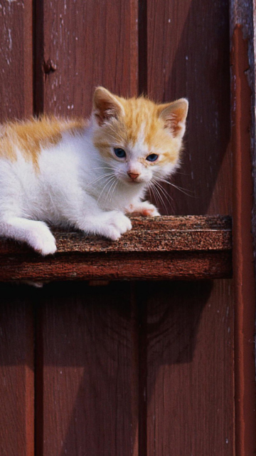 Das Gold And White Kitten Wallpaper 360x640