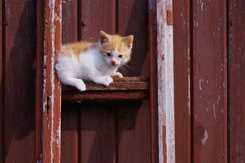 Das Gold And White Kitten Wallpaper 480x320