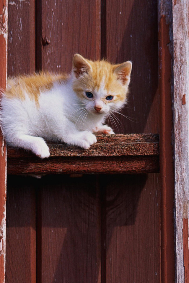 Обои Gold And White Kitten 640x960