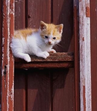 Gold And White Kitten papel de parede para celular para Nokia C2-05