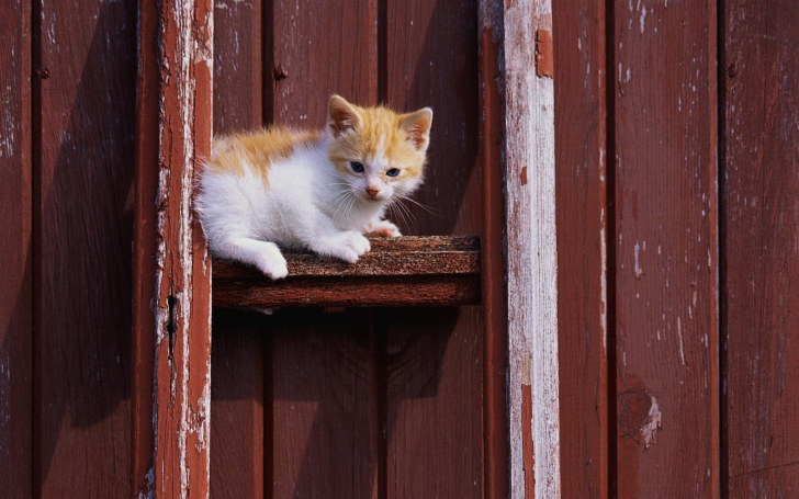 Das Gold And White Kitten Wallpaper