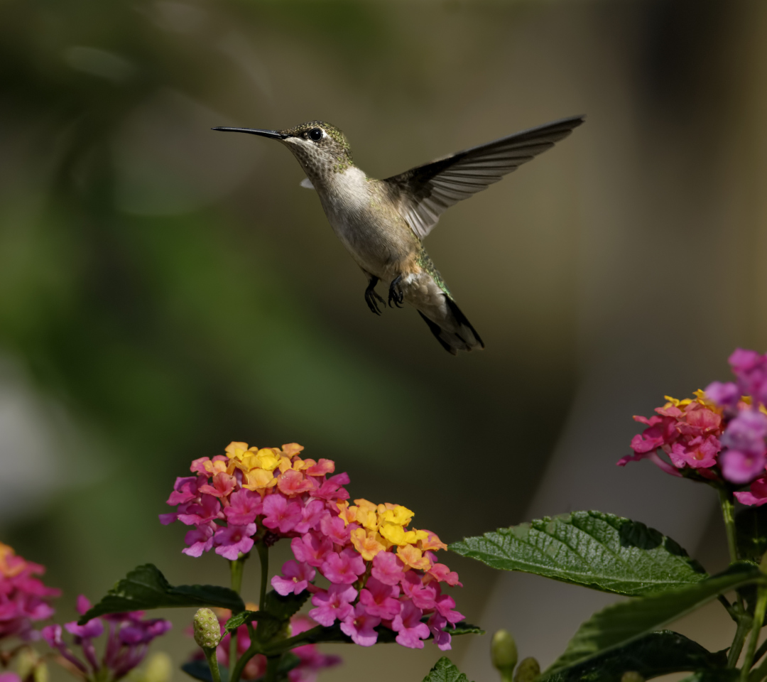 Обои Hummingbird And Colorful Flowers 1080x960