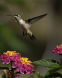 Обои Hummingbird And Colorful Flowers 128x160