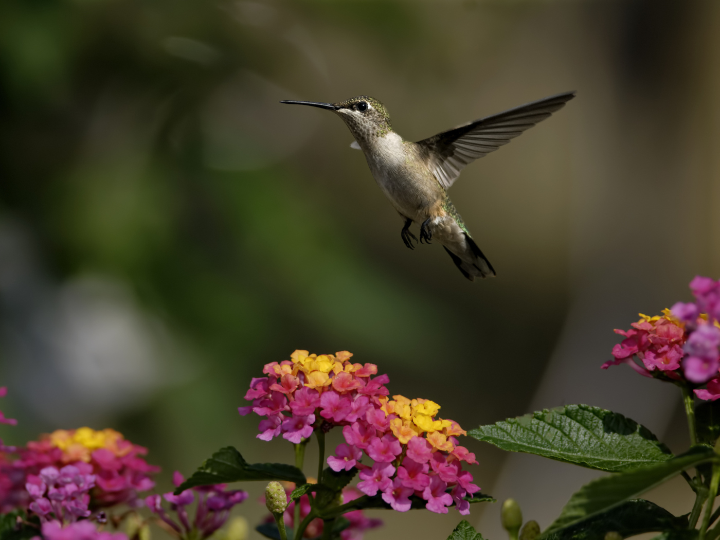 Fondo de pantalla Hummingbird And Colorful Flowers 1400x1050