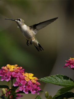 Das Hummingbird And Colorful Flowers Wallpaper 240x320