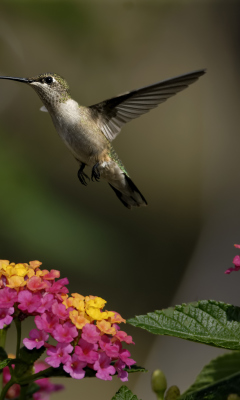 Обои Hummingbird And Colorful Flowers 240x400