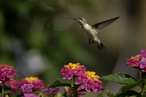 Fondo de pantalla Hummingbird And Colorful Flowers 480x320