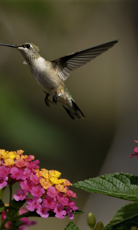 Обои Hummingbird And Colorful Flowers 480x800